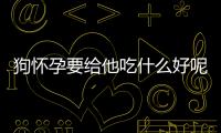 狗懷孕要給他吃什么好呢？狗懷孕了需要吃什么營養食品