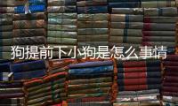 狗提前下小狗是怎么事情？狗狗提前生產怎么回事