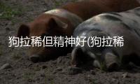 狗拉稀但精神好(狗拉稀帶血怎么回事精神很好)