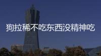 狗拉稀不吃東西沒精神吃什么藥(狗不吃還拉稀是怎么回事)