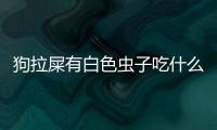狗拉屎有白色蟲子吃什么藥(狗狗拉屎有蟲子怎么辦)