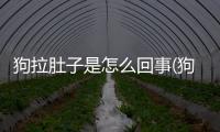 狗拉肚子是怎么回事(狗狗拉肚子嘔吐是怎么回事)
