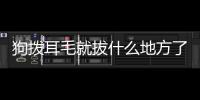 狗撥耳毛就拔什么地方了？狗撥耳毛就拔什么地方的毛