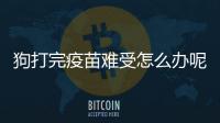 狗打完疫苗難受怎么辦呢？狗打完疫苗難受怎么辦緩解