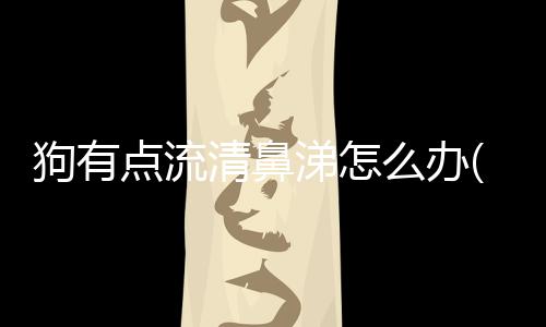 狗有點流清鼻涕怎么辦(三個月狗流清鼻涕怎么辦)