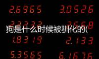 狗是什么時候被馴化的(雞是什么時候被馴化的)