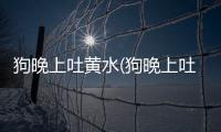 狗晚上吐黃水(狗晚上吐狗糧怎么回事)