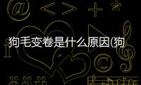 狗毛變卷是什么原因(狗毛是卷的是什么狗)