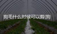 狗毛什么時候可以剪(狗毛什么時候長好)