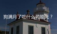 狗滿月了吃什么藥能死？狗狗滿月后吃什么