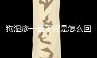 狗濕疹一直不好是怎么回事兒(狗狗濕疹一直不好怎么辦)