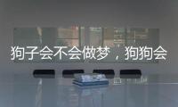 狗子會不會做夢，狗狗會做夢嗎