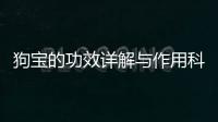 狗寶的功效詳解與作用科普狗寶的藥用價值百科