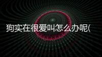 狗實在很愛叫怎么辦呢(狗實在很愛叫怎么辦呀)