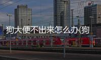 狗大便不出來怎么辦(狗拉不下來大便怎么辦)