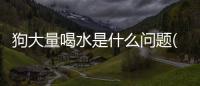 狗大量喝水是什么問題(狗狗打嗝是什么原因引起的)
