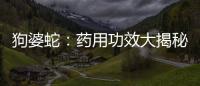 狗婆蛇：藥用功效大揭秘！
