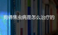 狗得焦蟲病是怎么治療的？狗得焦蟲病是什么癥狀
