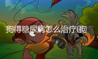 狗得糖尿病怎么治療(狗糖尿病怎么測(cè))