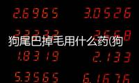 狗尾巴掉毛用什么藥(狗尾巴掉毛潰爛)