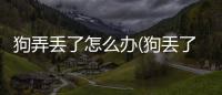 狗弄丟了怎么辦(狗丟了咋整)