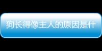 狗長得像主人的原因是什么