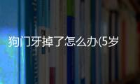 狗門牙掉了怎么辦(5歲狗門牙掉了怎么辦)
