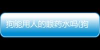 狗能用人的眼藥水嗎(狗狗能用人的洗發水洗澡嗎)