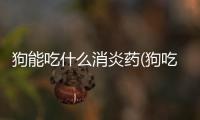 狗能吃什么消炎藥(狗吃什么消炎藥比較好呢)