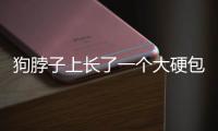 狗脖子上長了一個大硬包怎么回事(狗脖子上沒有毛了怎么回事)