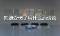 狗腿受傷了用什么消炎藥(狗腿腫了用什么消炎藥)