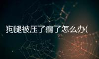 狗腿被壓了瘸了怎么辦(狗腿被踢瘸了怎么辦)