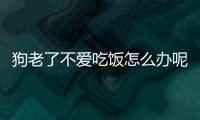 狗老了不愛吃飯怎么辦呢？狗老了不吃飯怎么回事