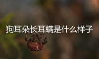 狗耳朵長耳螨是什么樣子(腿短耳朵長的狗是什么狗)