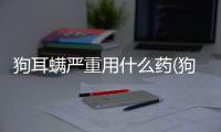 狗耳螨嚴重用什么藥(狗耳螨可以用人的什么藥代替)