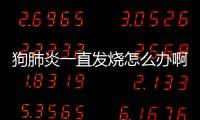 狗肺炎一直發燒怎么辦??？狗肺炎一直發燒怎么辦吃什么藥