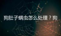 狗肚子螨蟲怎么處理？狗肚子螨蟲和濕疹怎么判別