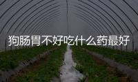 狗腸胃不好吃什么藥最好(狗狗腸胃不好吃什么藥最管用)