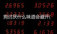 狗討厭什么味道會(huì)避開(狗討厭什么味道不會(huì)大便)