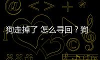 狗走掉了 怎么尋回？狗狗走掉了怎么找回