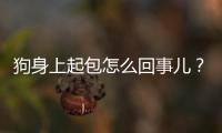 狗身上起包怎么回事兒？狗身上起包是怎么回事