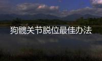 狗髖關節脫位最佳辦法