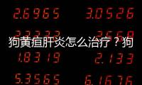 狗黃疸肝炎怎么治療？狗黃疸肝炎怎么治療好
