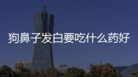 狗鼻子發白要吃什么藥好得快？狗鼻子發白要吃什么藥好的快