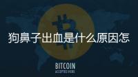 狗鼻子出血是什么原因怎么治療(狗鼻子爛了出血了怎么治療)