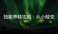 獨家養蛙攻略：從小蛙變蛙界大明星，你也可以！