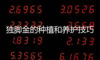 獨腳金的種植和養(yǎng)護技巧分享