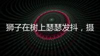 獅子在樹上瑟瑟發(fā)抖，攝影師瞟了眼樹下明白了：這是攤上大事了