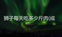 獅子每天吃多少斤肉(成年獅子每天吃多少肉)
