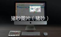 豬砂圖片（豬砂）